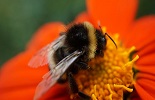 Friese boeren en burgers redden de spotvogel en negen andere mooie initiatieven