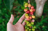 Fairtradekoffie wordt steeds minder toegankelijk voor ondernemers