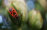 Nederlandse economie veroorzaakt voor bijna 40 miljard euro schade aan biodiversiteit